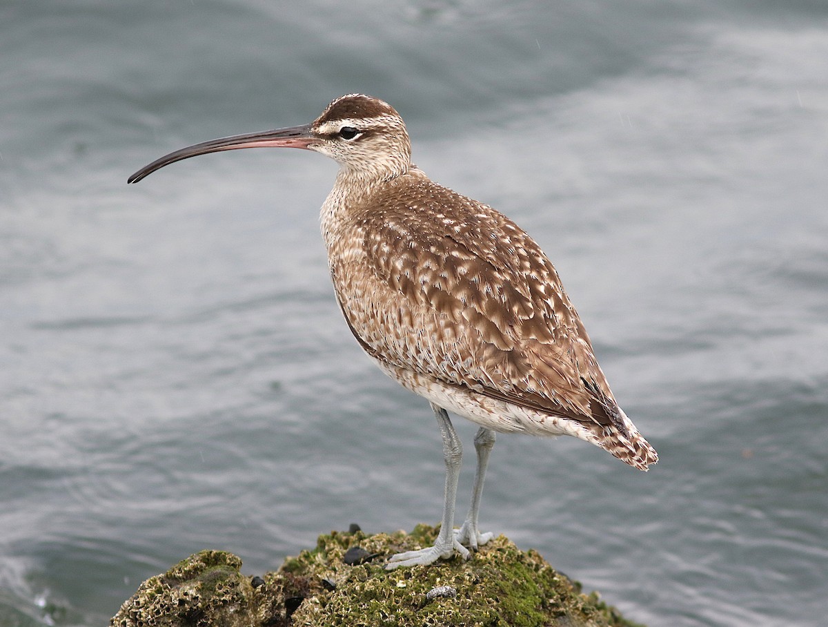 Whimbrel - ML632908336
