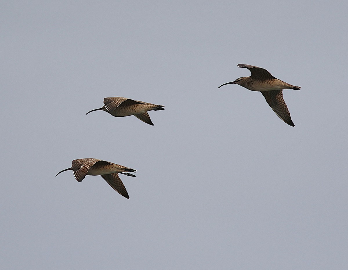 Whimbrel - ML632908343