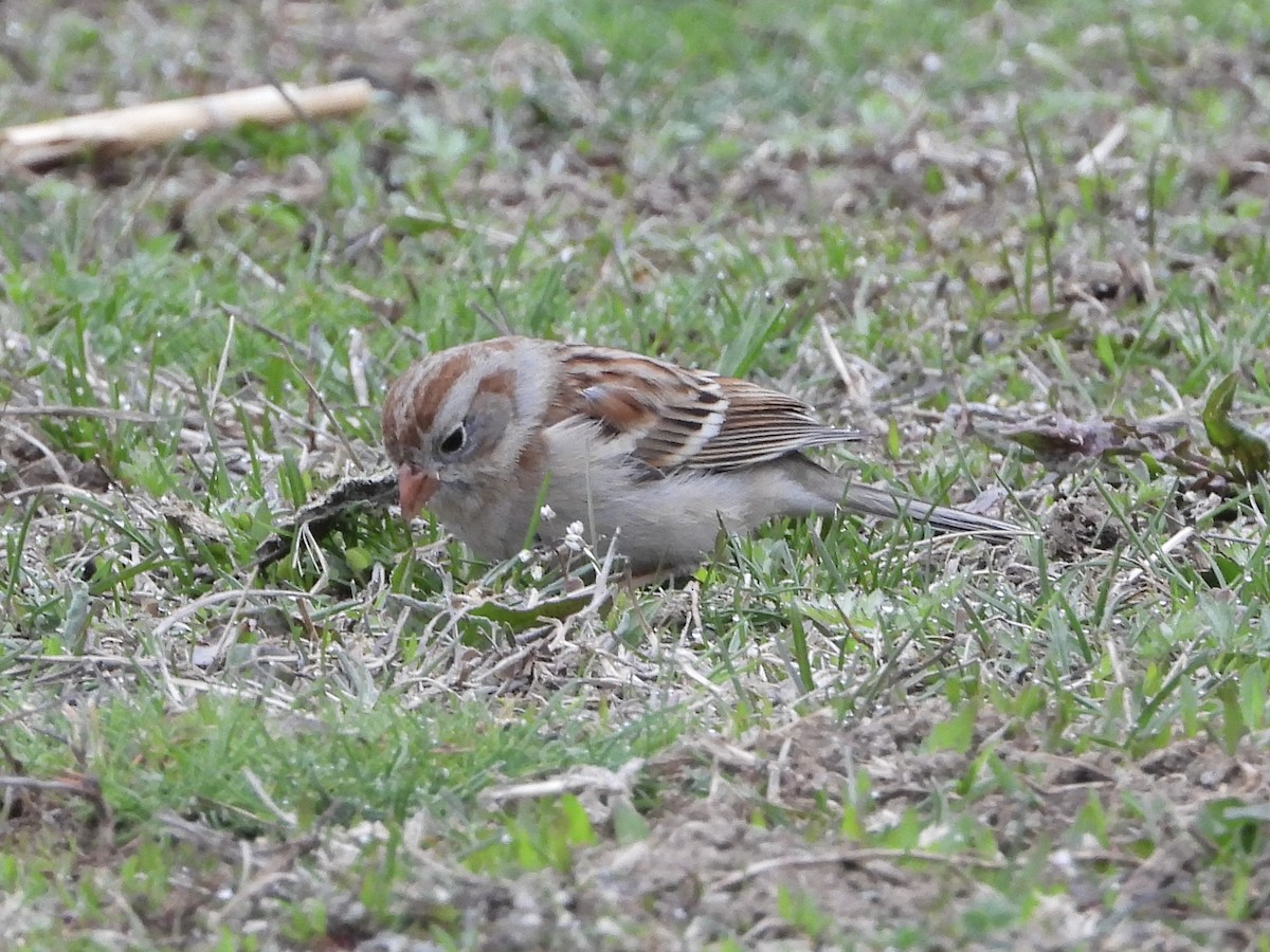 Field Sparrow - ML632908570