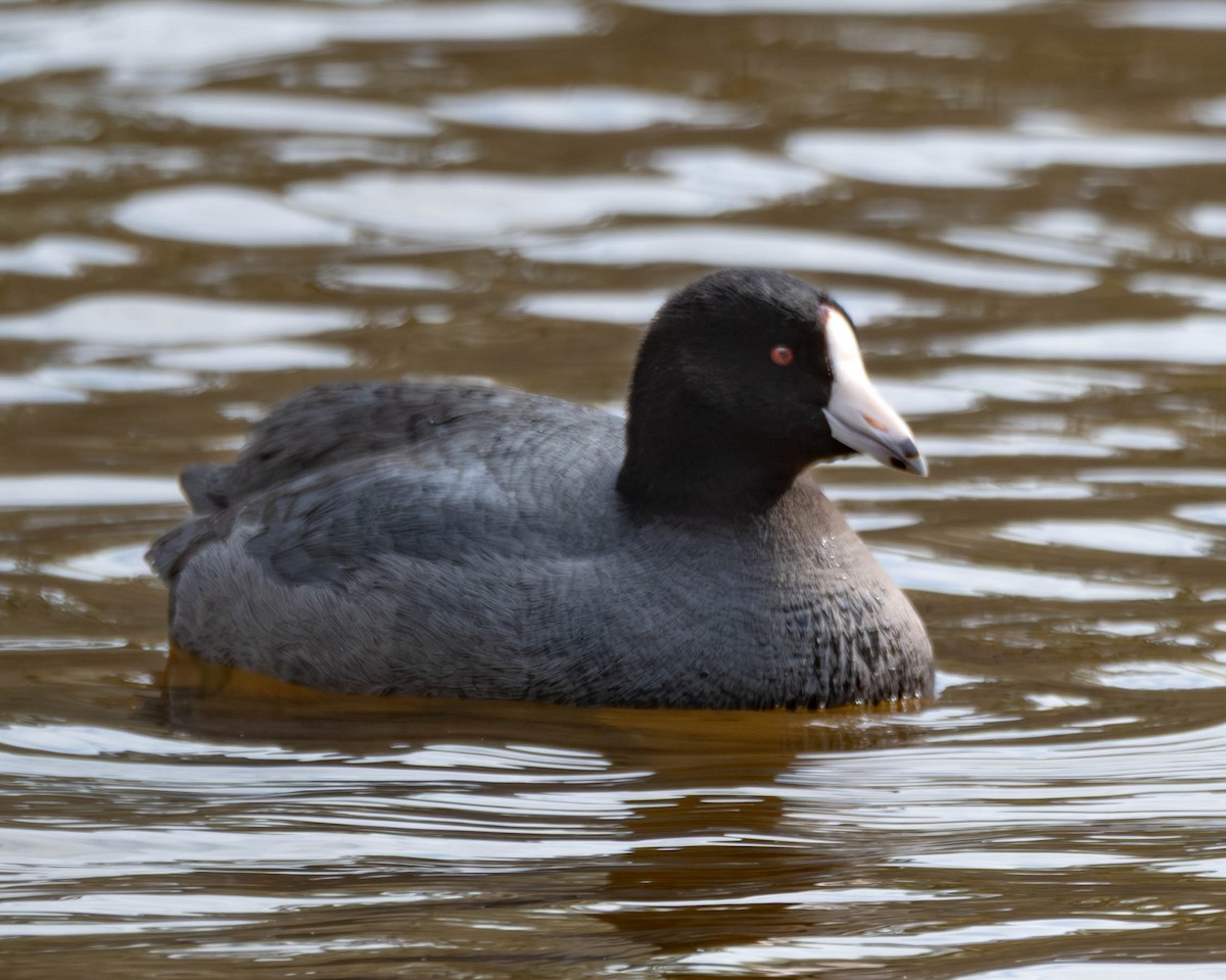 American Coot - ML632908616