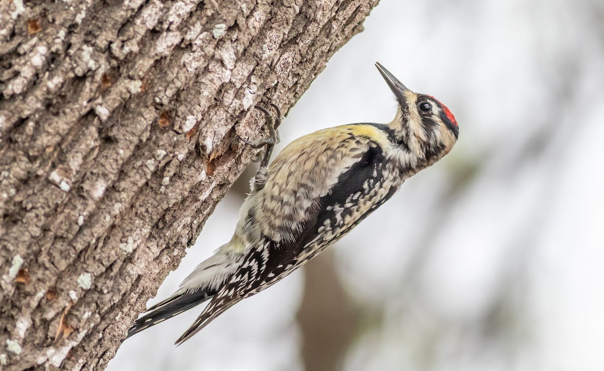 Yellow-bellied Sapsucker - ML632908621