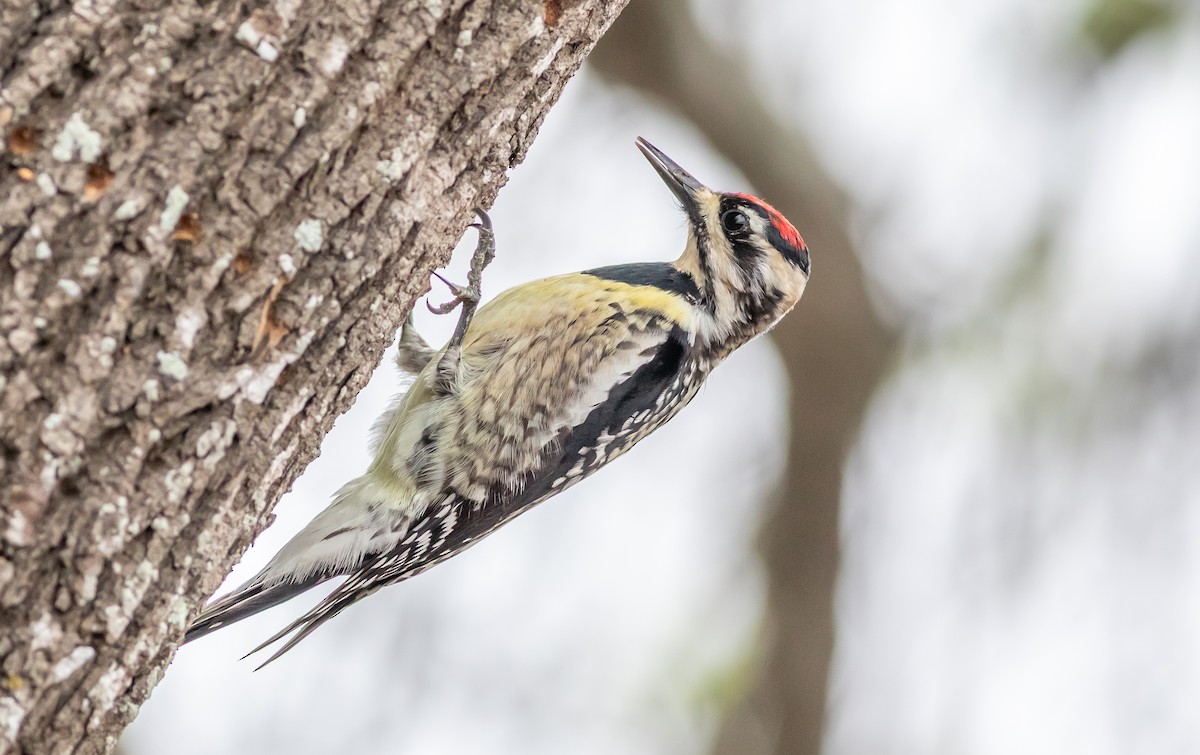 Yellow-bellied Sapsucker - ML632908623