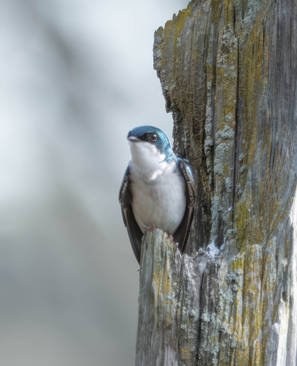 Tree Swallow - ML632908642