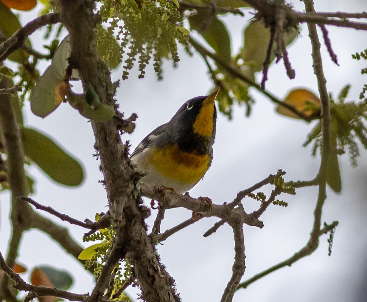 Northern Parula - ML632908644