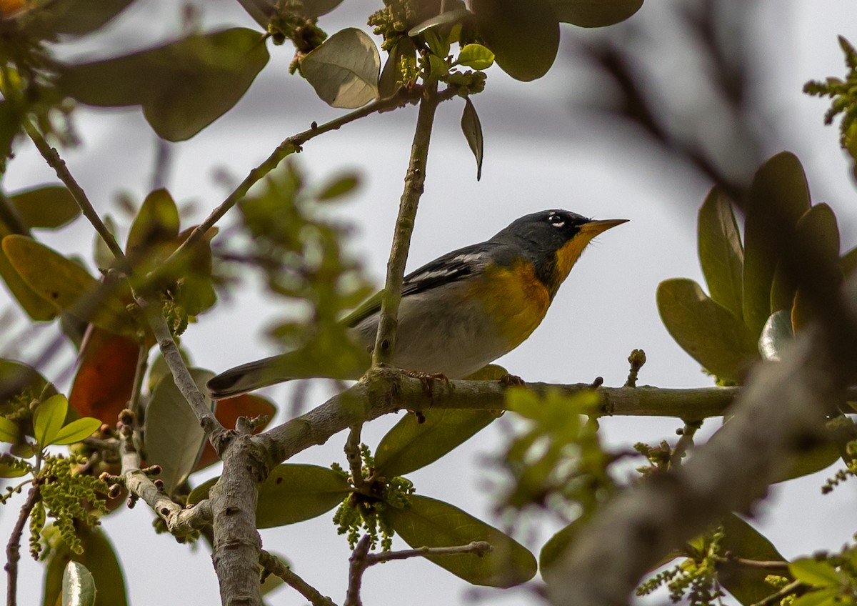 Northern Parula - ML632908645