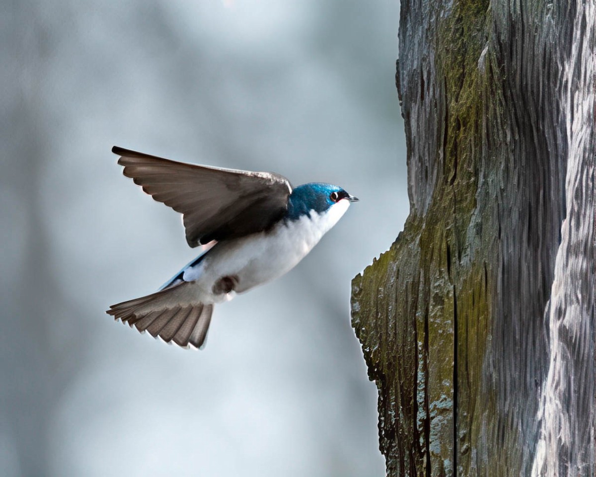 Tree Swallow - ML632908648