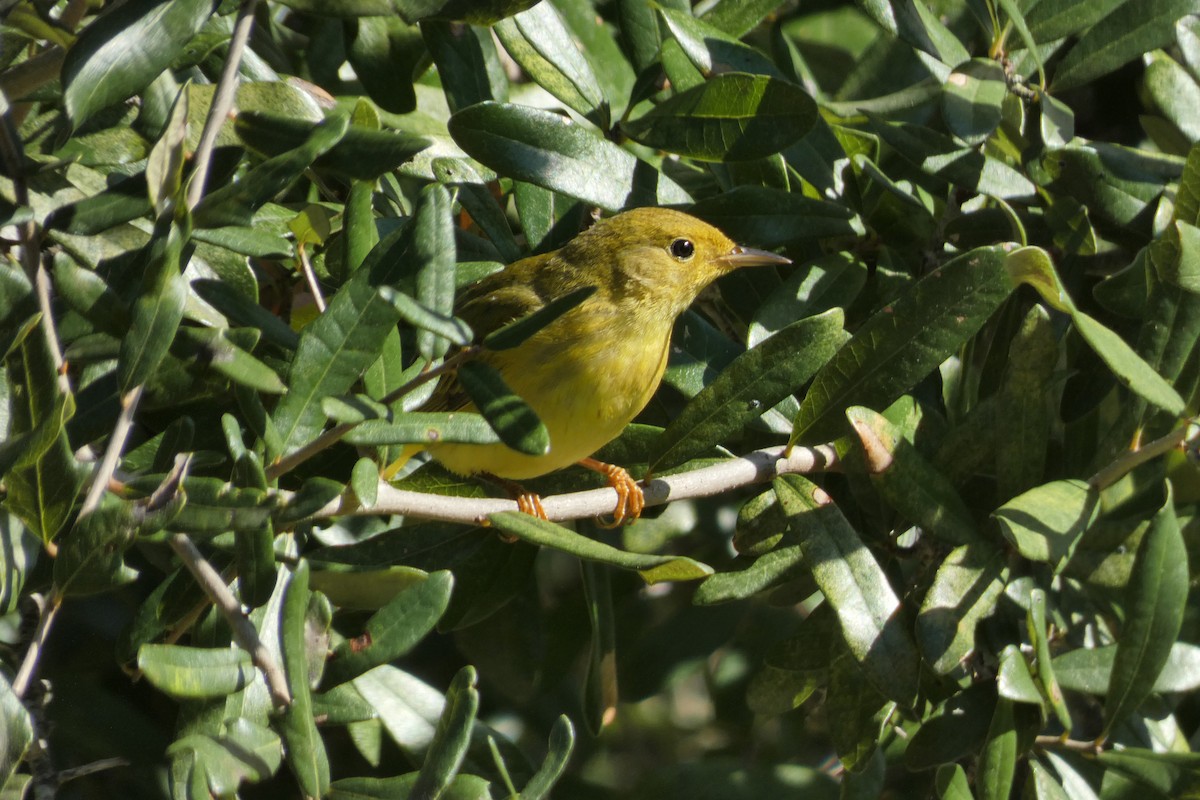 Wilson's Warbler - ML632908653
