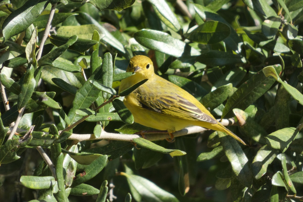 Wilson's Warbler - ML632908656