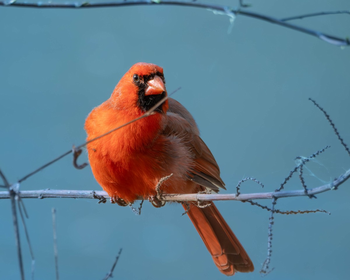 Northern Cardinal - ML632908665