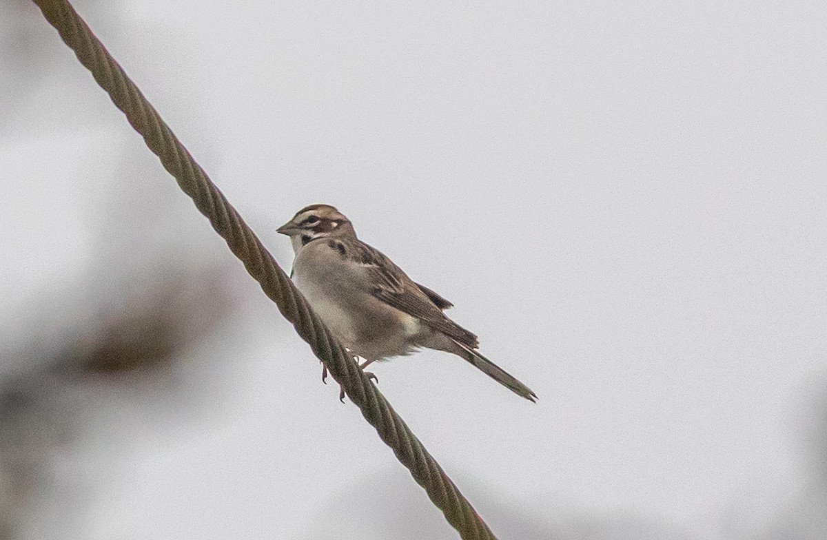 Lark Sparrow - ML632908677