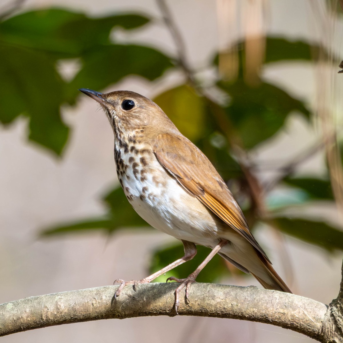 Hermit Thrush - ML632908795