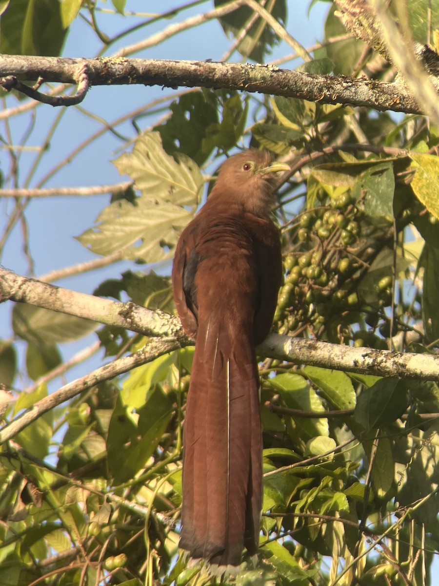 Common Squirrel-Cuckoo - ML632908900