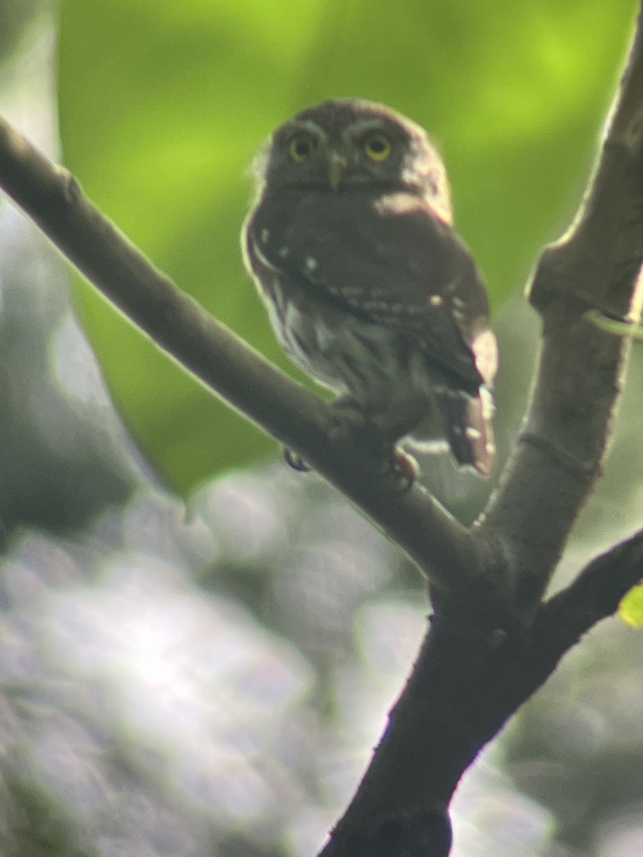 Central American Pygmy-Owl - ML632908927
