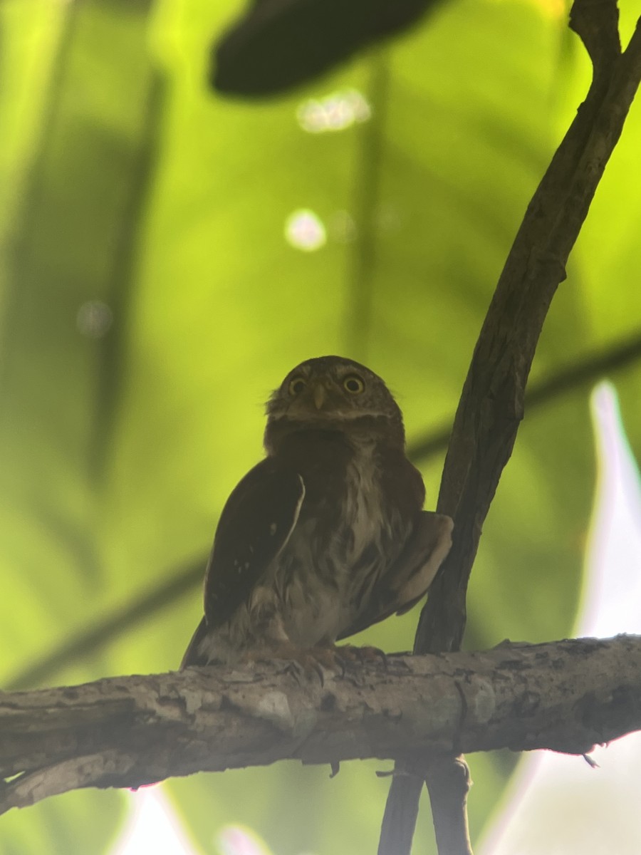 Central American Pygmy-Owl - ML632908928