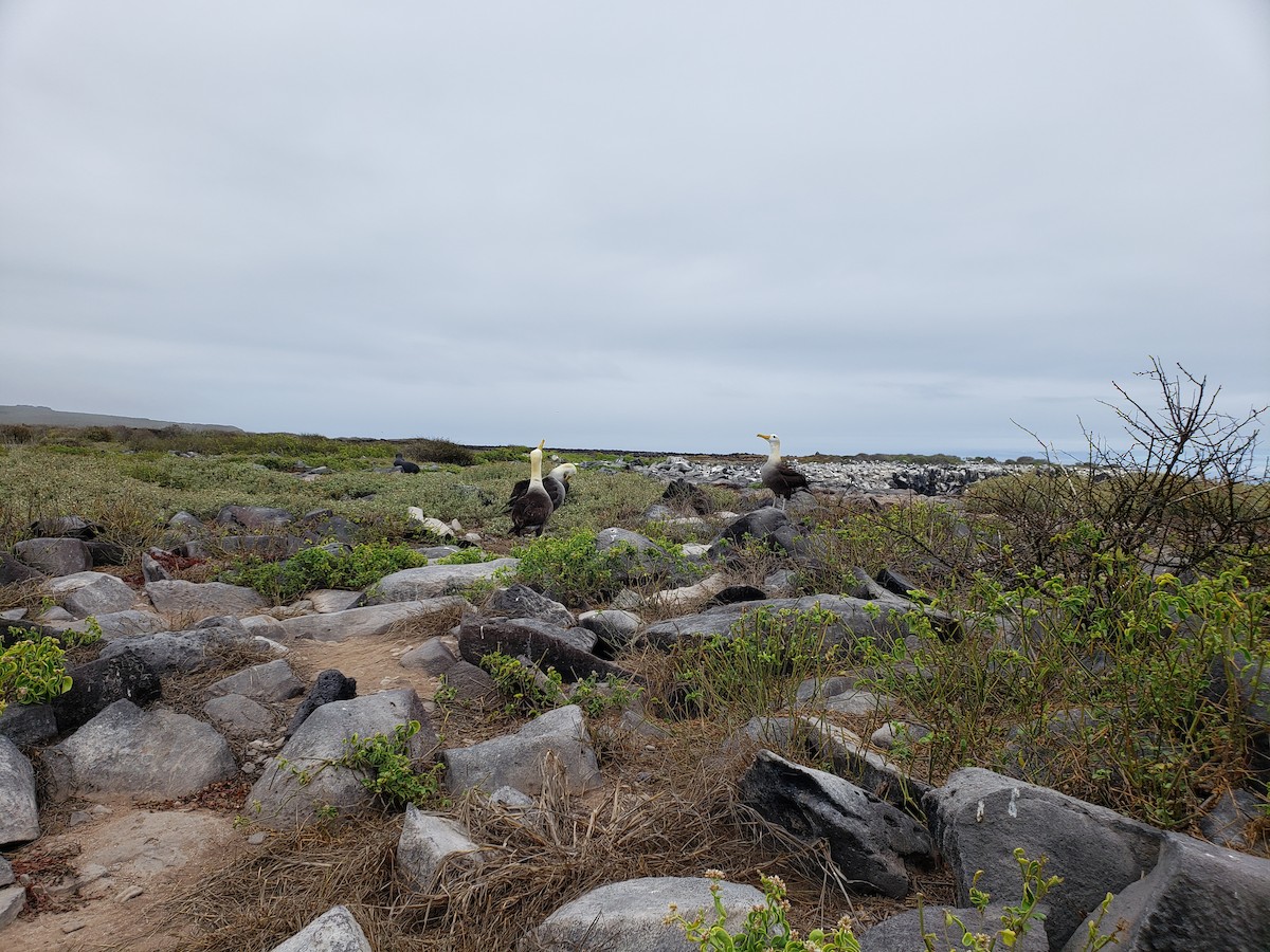 Waved Albatross - ML632908968