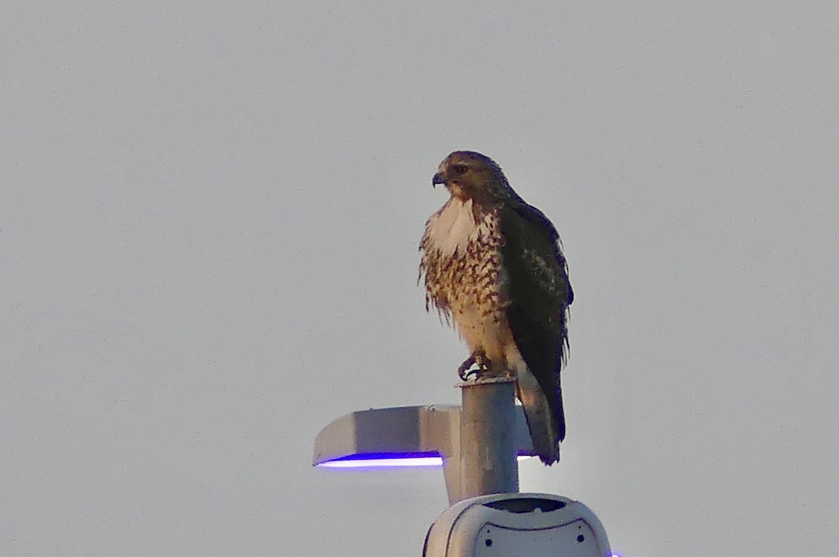Red-tailed Hawk - ML632909117