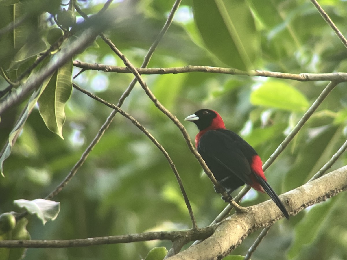 Crimson-collared Tanager - ML632909124