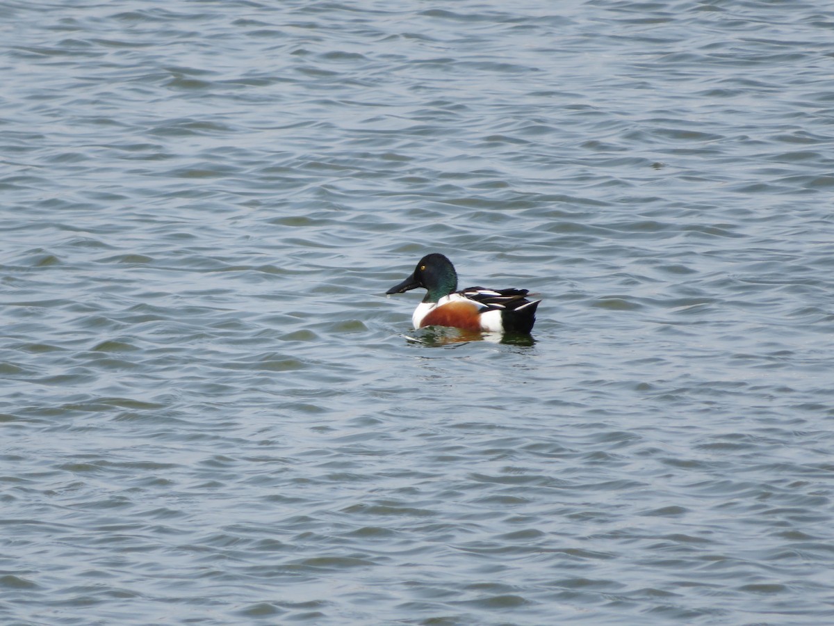 Халбага нугас - ML632909126