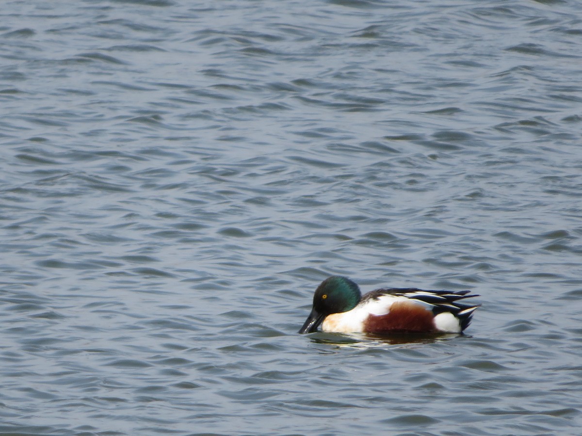 Халбага нугас - ML632909127