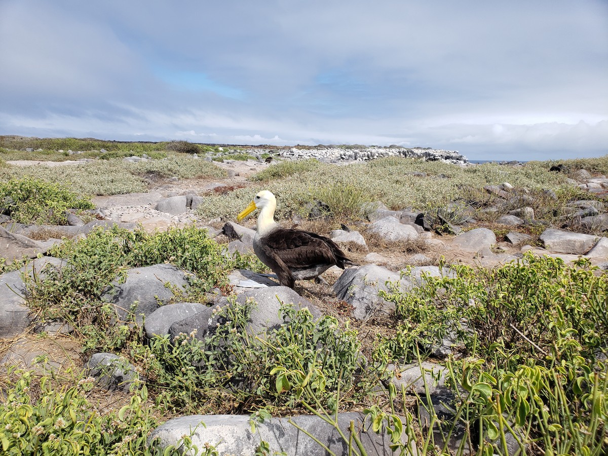 Waved Albatross - ML632909128