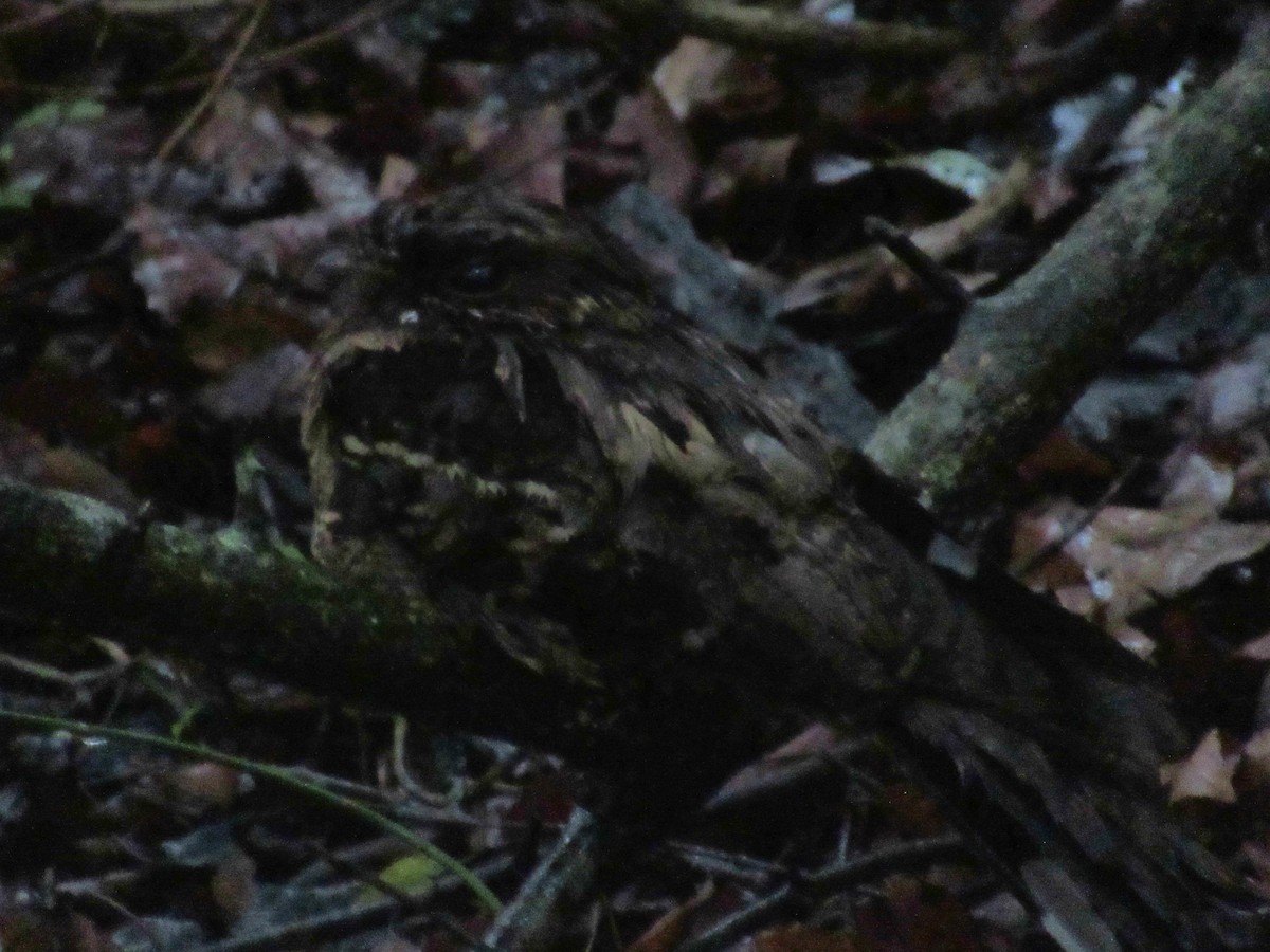 Fiery-necked Nightjar - ML632909204