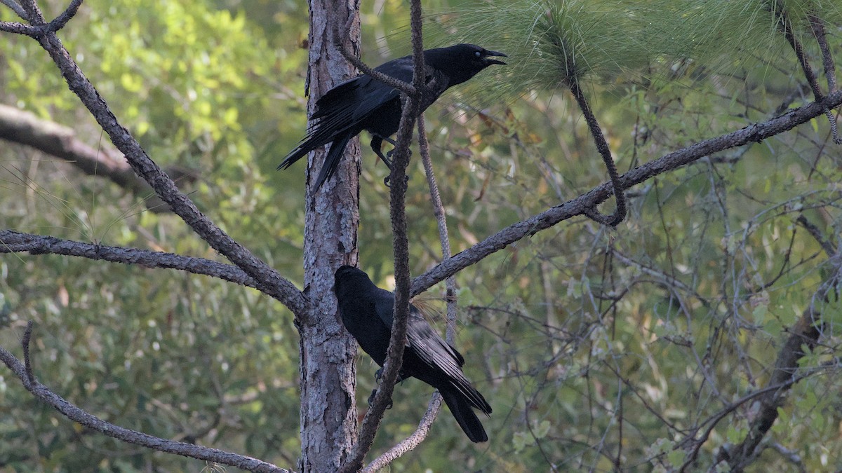 American Crow - ML632909208