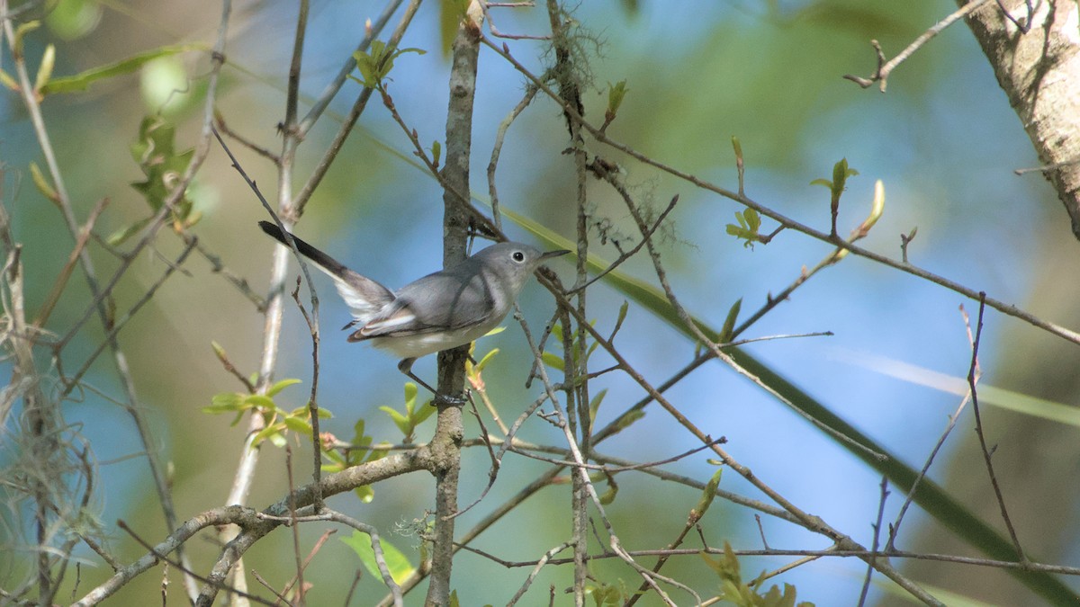 Blue-gray Gnatcatcher - ML632909231