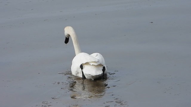 Trumpeter Swan - ML632909342