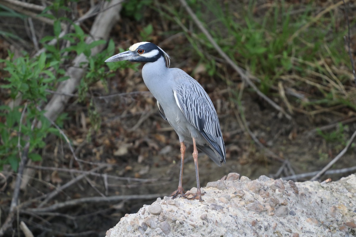 Yellow-crowned Night Heron - ML632909444