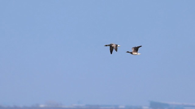 Brant (Atlantic) - ML632909722