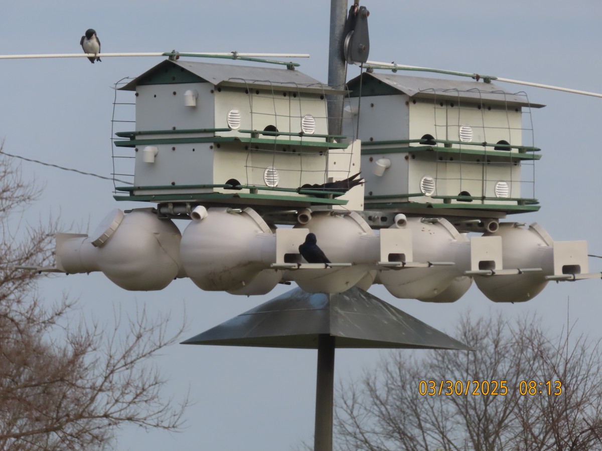 Purple Martin - ML632910008