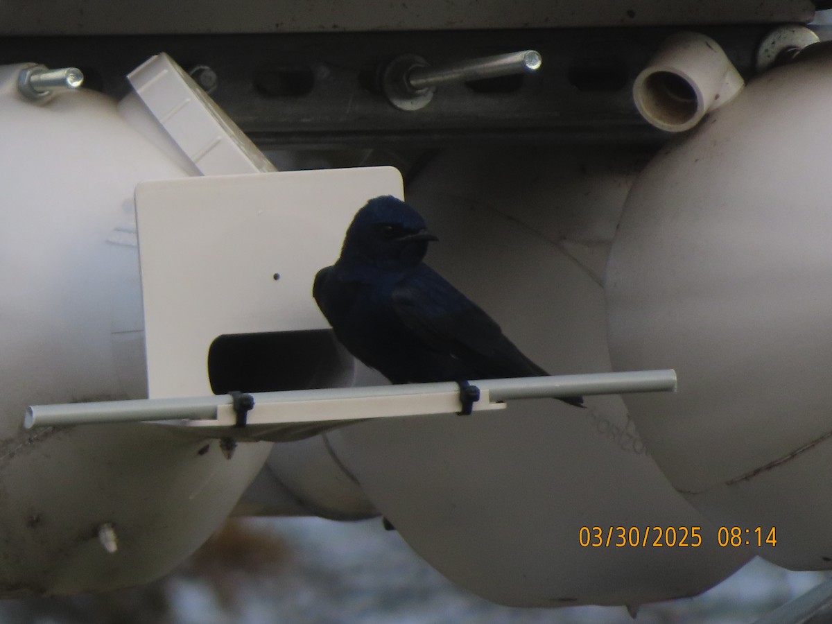 Purple Martin - ML632910022