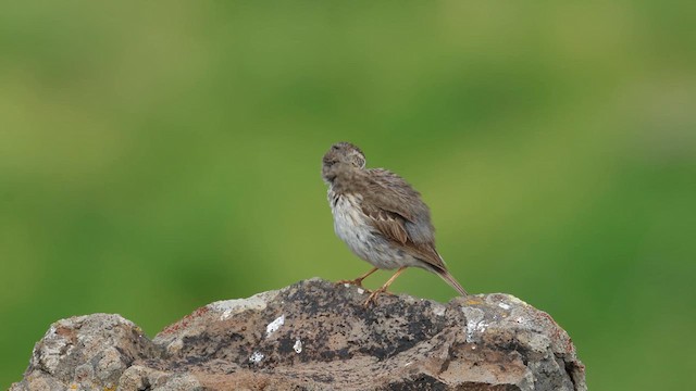 Berthelot's Pipit - ML632910055
