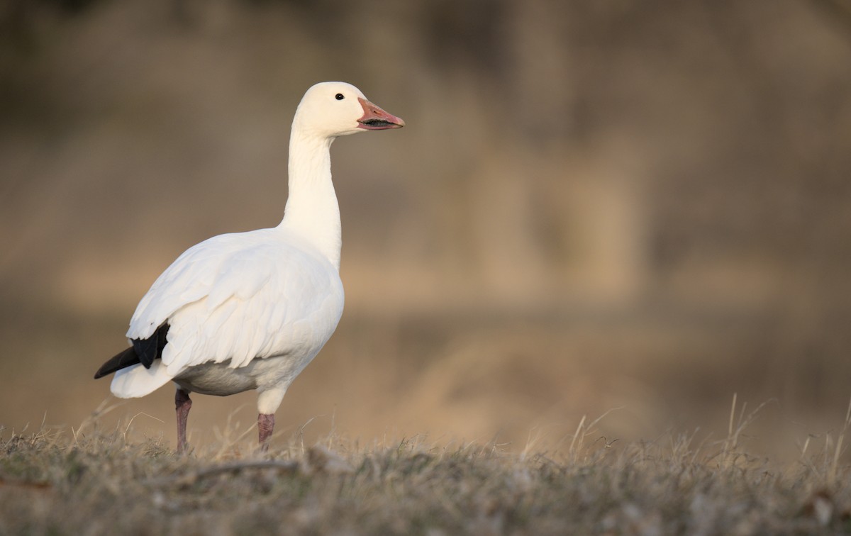 Snow Goose - ML632910144