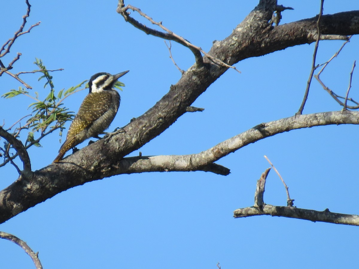 Bearded Woodpecker - ML632910149