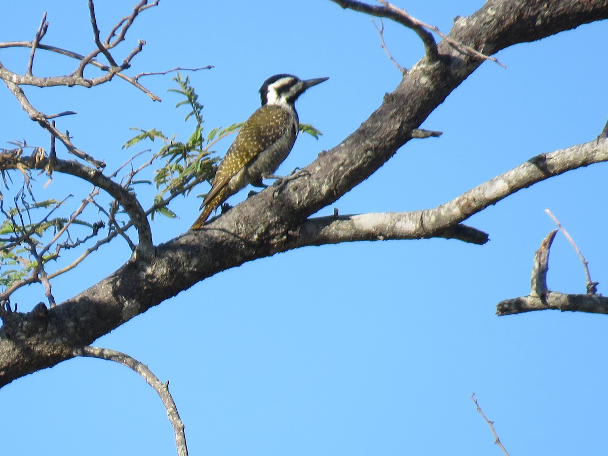 Bearded Woodpecker - ML632910150