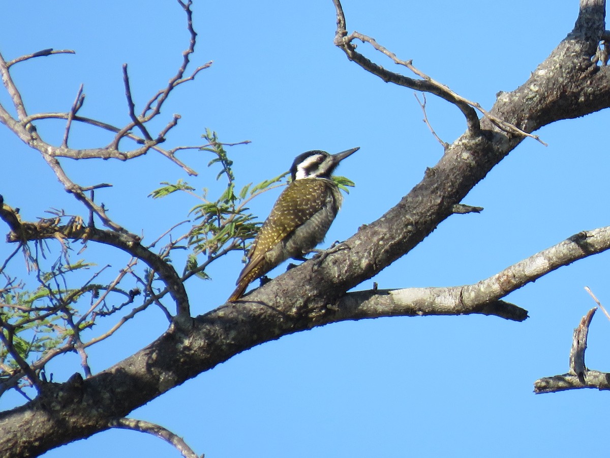 Bearded Woodpecker - ML632910151