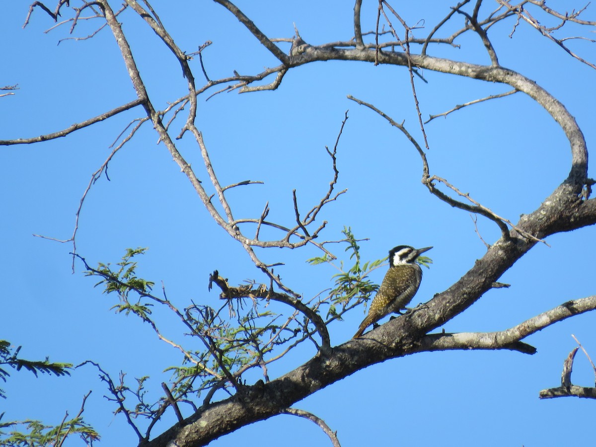 Bearded Woodpecker - ML632910152
