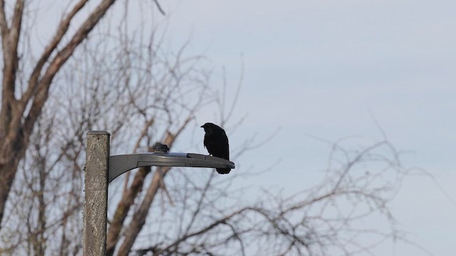 Fish Crow - ML632910366