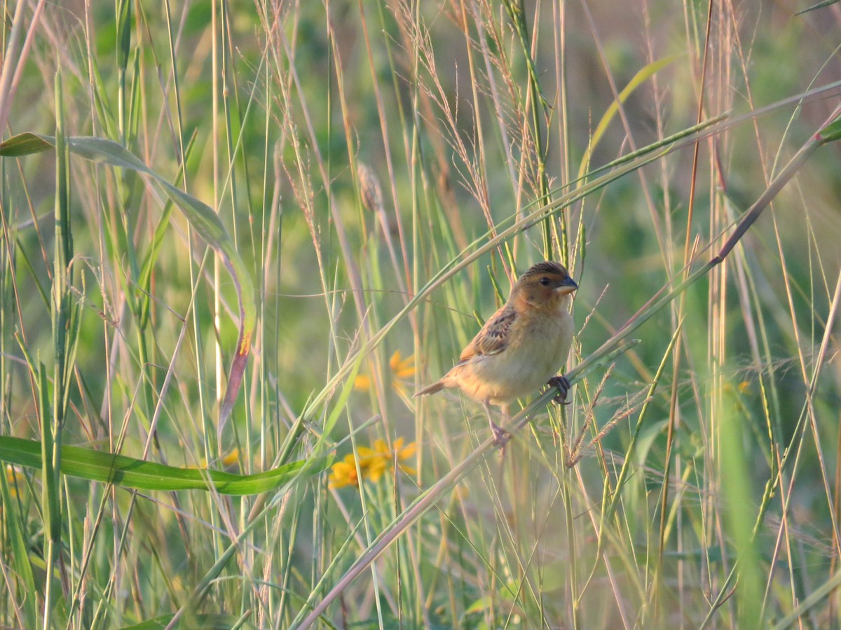 Parasitic Weaver - ML632910385