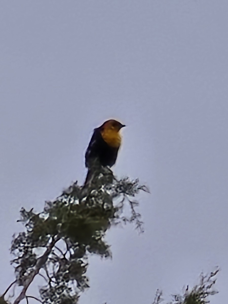 Yellow-headed Blackbird - ML632910390