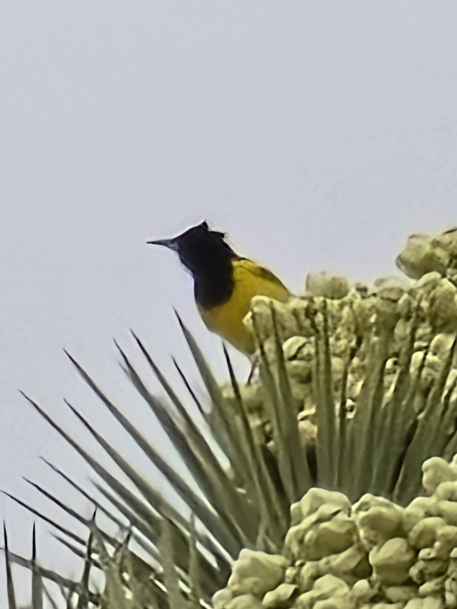 Scott's Oriole - ML632910434