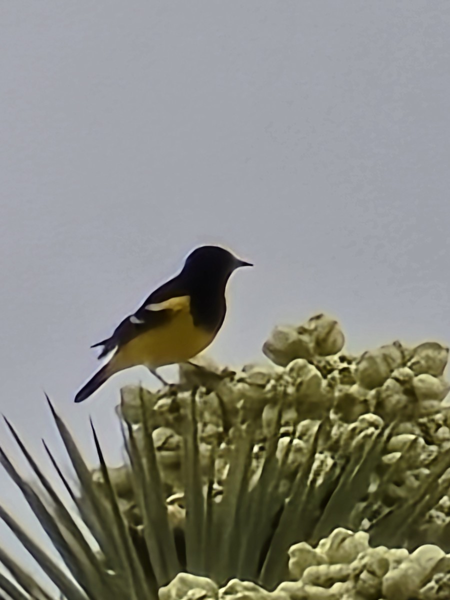 Scott's Oriole - ML632910435
