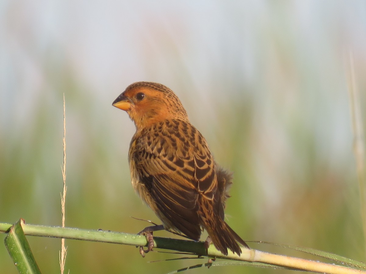 Parasitic Weaver - ML632910526