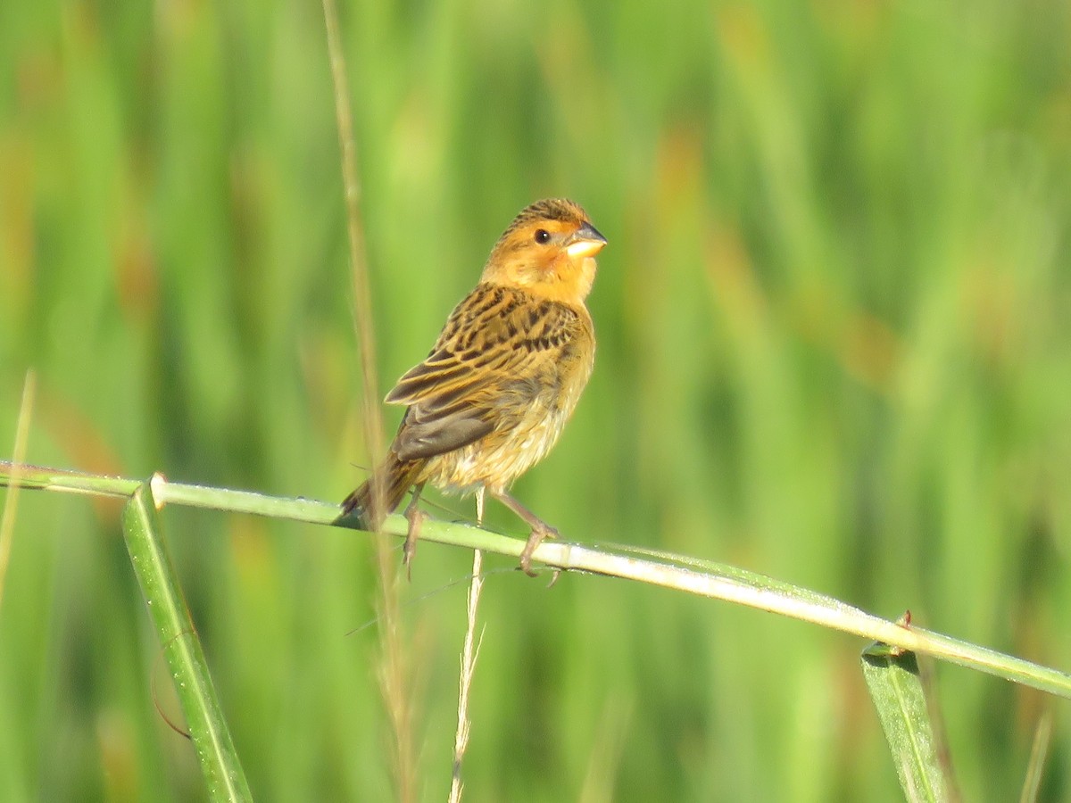 Parasitic Weaver - ML632910527