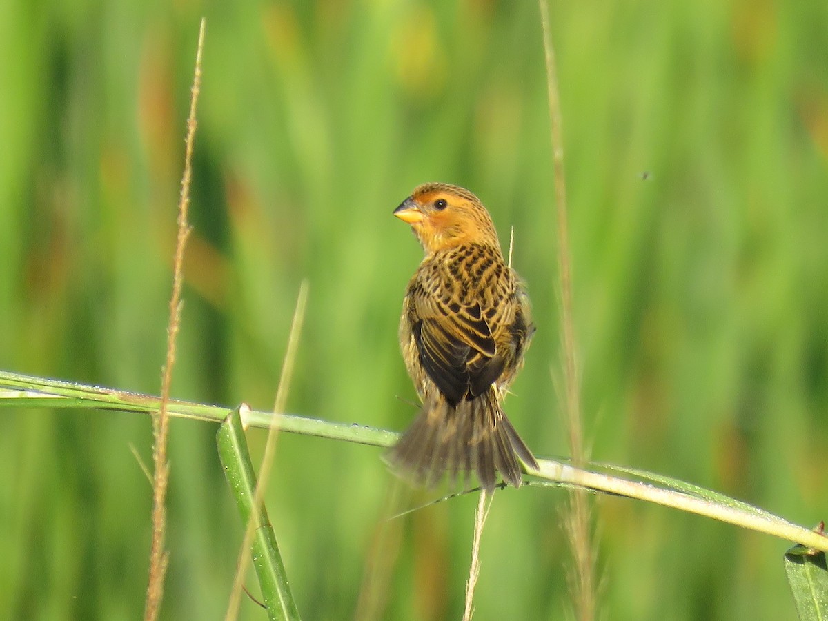 Parasitic Weaver - ML632910528