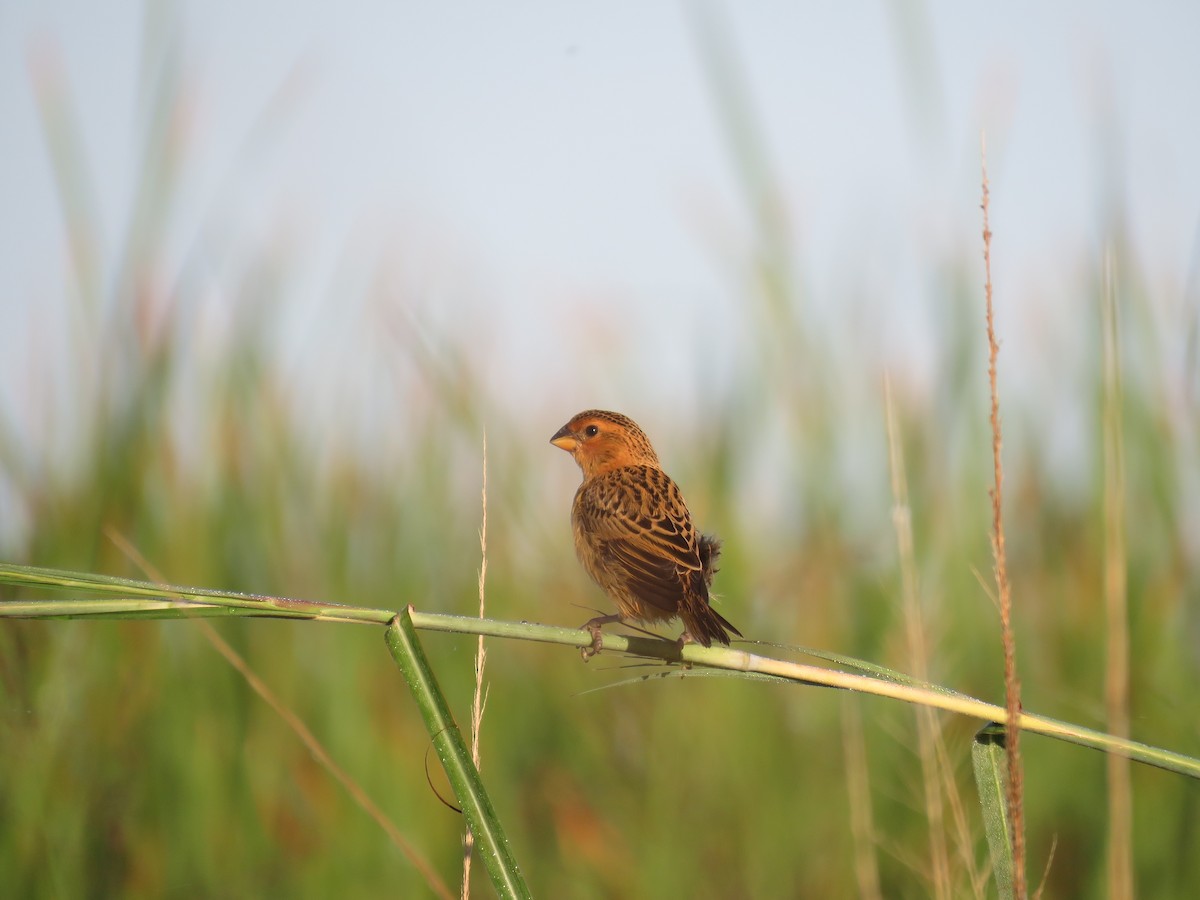 Parasitic Weaver - ML632910529