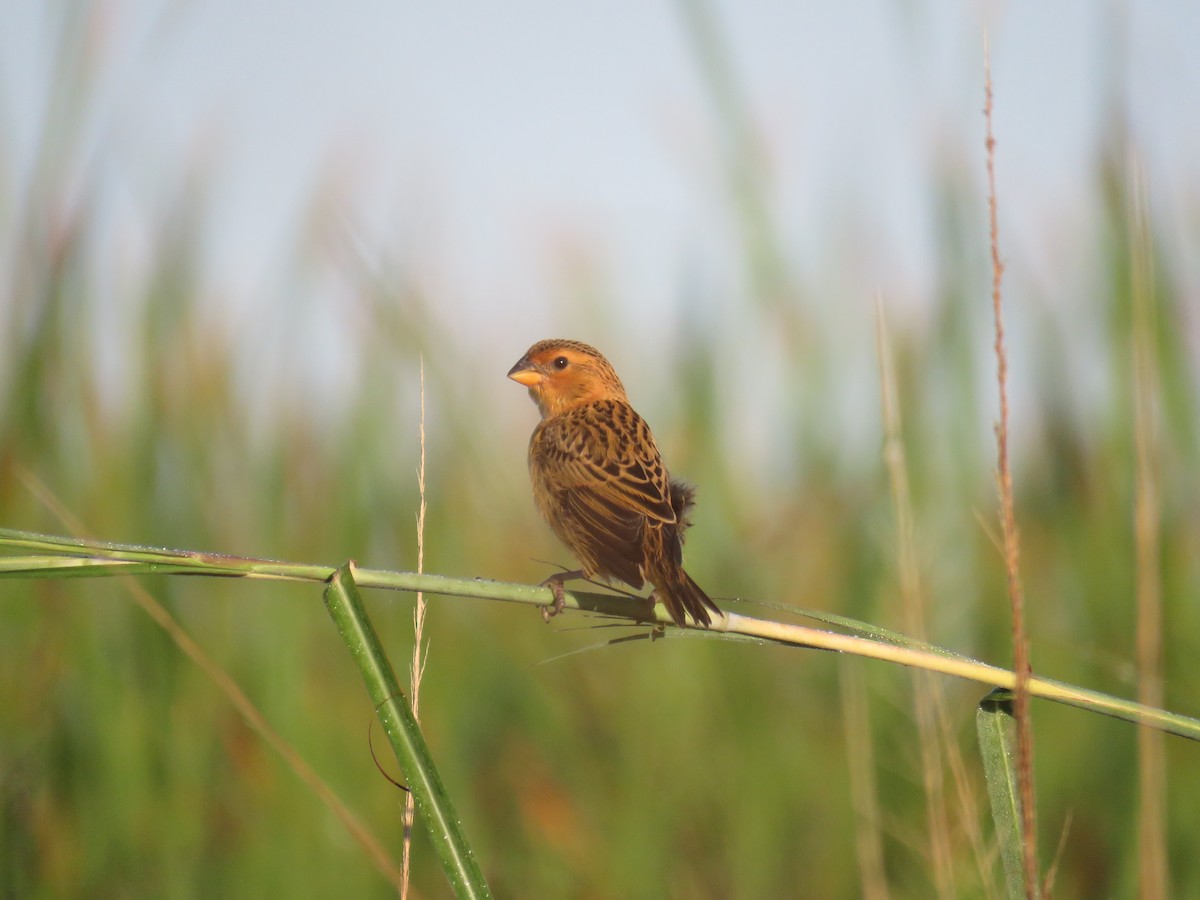 Parasitic Weaver - ML632910534