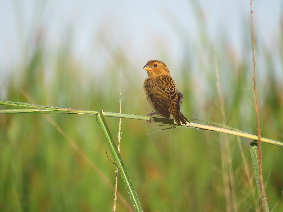 Parasitic Weaver - ML632910535