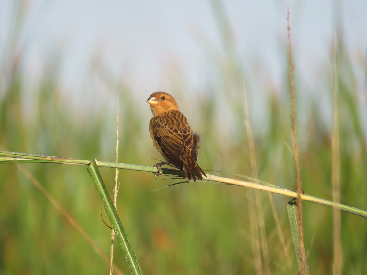 Parasitic Weaver - ML632910541